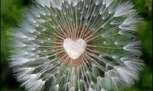 bf55a0aa208c8ef9b41aaf5cf59970fe