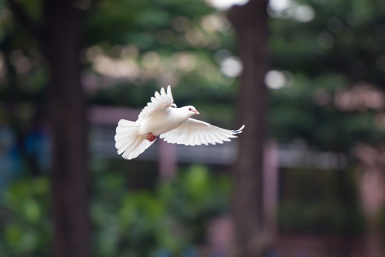 Merpati-pixabay.com