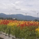 Asmara Garden. Photo dokumen pribadi by Ari