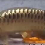 Cinta  Pengorbanan  yang  Diam