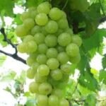 SEMANIS  ANGGUR  KANA  MENGIKAT  KESETIAAN  CINTA