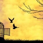 freedom-to-FLY-500x288