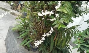 Screenshot_2023-02-24-09-28-14-85_6012fa4d4ddec268fc5c7112cbb265e7