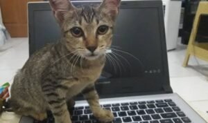 images - 2023-05-07T115714.390