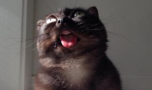 Ilustrasi Lidah Kucing_Sumber Foto MetroCoUk