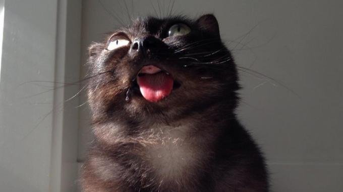 Ilustrasi Lidah Kucing_Sumber Foto MetroCoUk