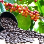 Biji-Kopi-Foto-Getty-Image-Knnika-2013-via-KompaCom