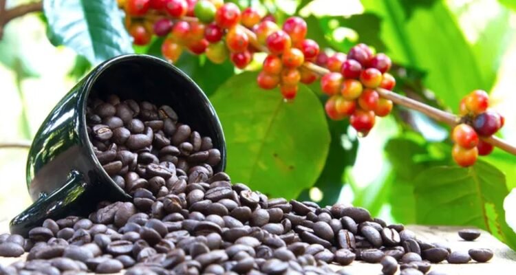 Biji-Kopi-Foto-Getty-Image-Knnika-2013-via-KompaCom