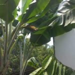 pisang