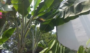 pisang