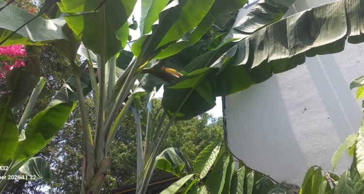 pisang